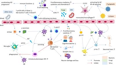 Can Control Infections Slow Down the Progression of Alzheimer’s Disease? Talking About the Role of Infections in Alzheimer’s Disease